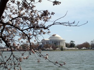 3.26.11 DC Cherry Blossoms2