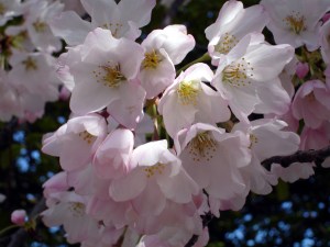 3.26.11 DC Cherry Blossoms5