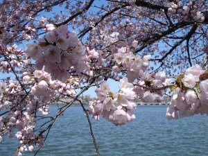 3.26.11 DC Cherry Blossoms6