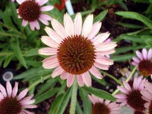 7.4.11 DC US Botanic Garden flower1