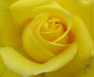 San Diego CA 4.28.09 yellow rose mcm black