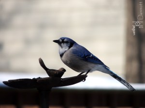 Blue Jay feeder mcm