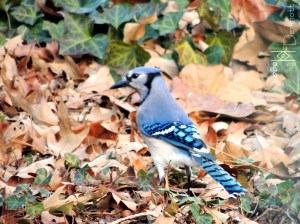 Blue Jay mcm