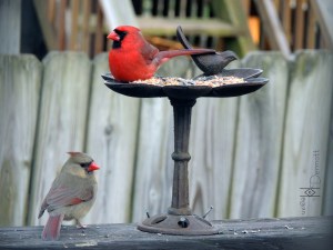 cardinals together3  mcm