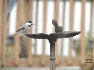 Chickadee in snow mcm