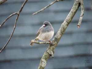 Dark-eyed Junco in tree1 mcm
