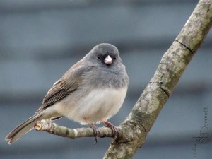 Dark-eyed Junco in tree2 mcm