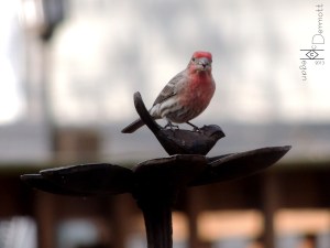 House Finch 1 mcm