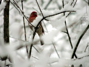 House Finch in show mcm
