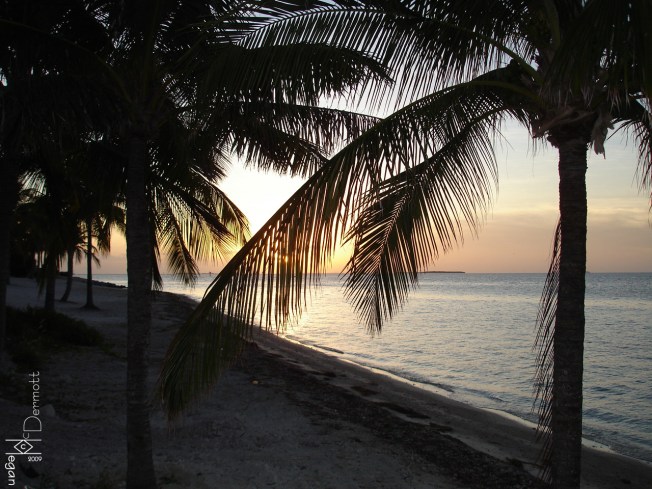 palm tree sunset mcm