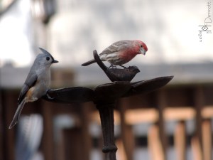 Tufted Titmouse & House Finch mcm