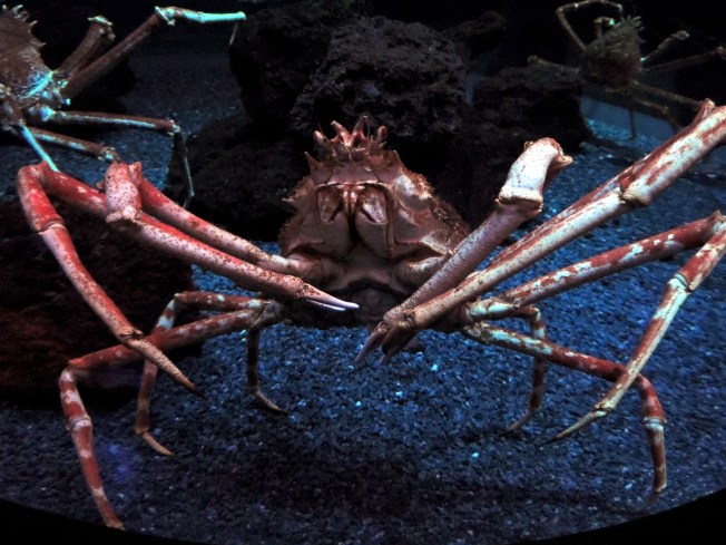 Giant Japanese Spider Crab