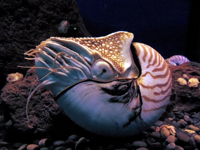 Nautilus